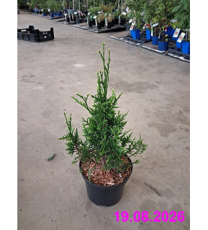 Thuja plicata 'Can-Can' C 2 L